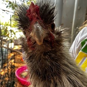 Meet your Posher, Kristy